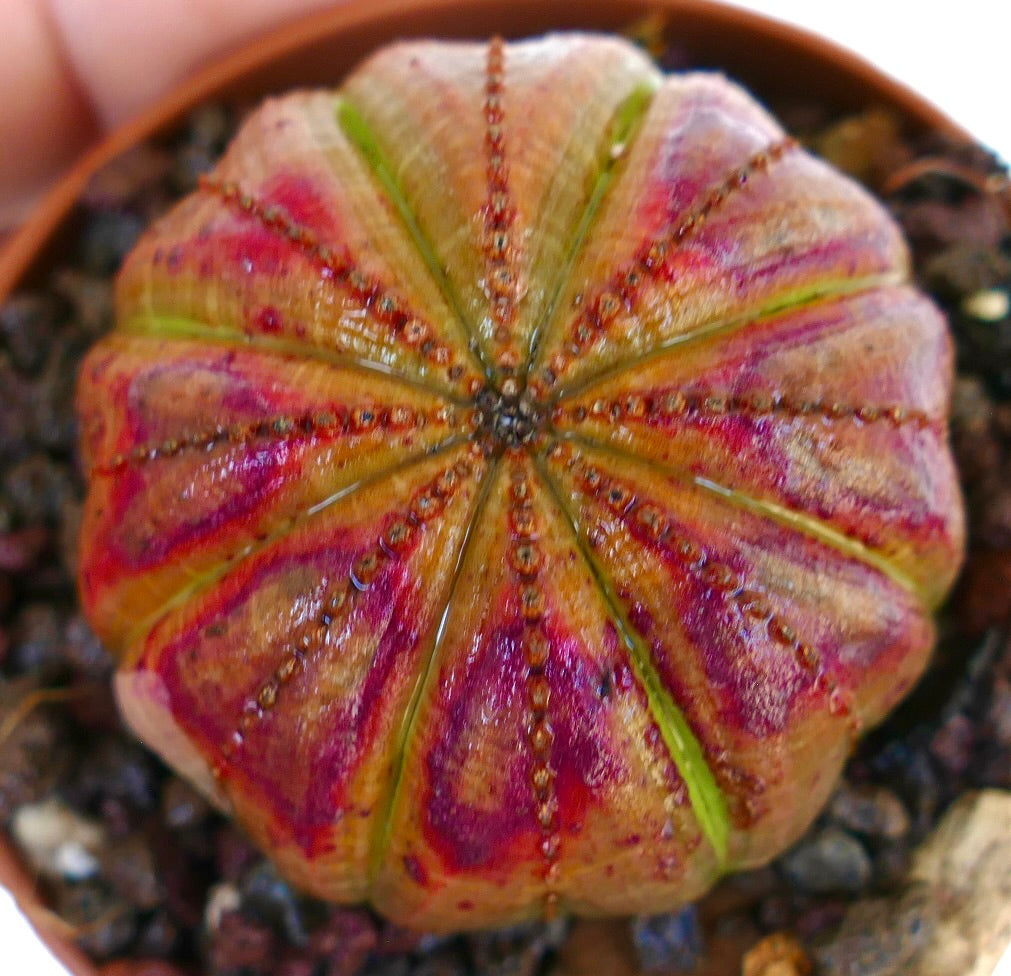 ユーフォルビア・オベサ | Botanical Archive | ユニークな多肉植物