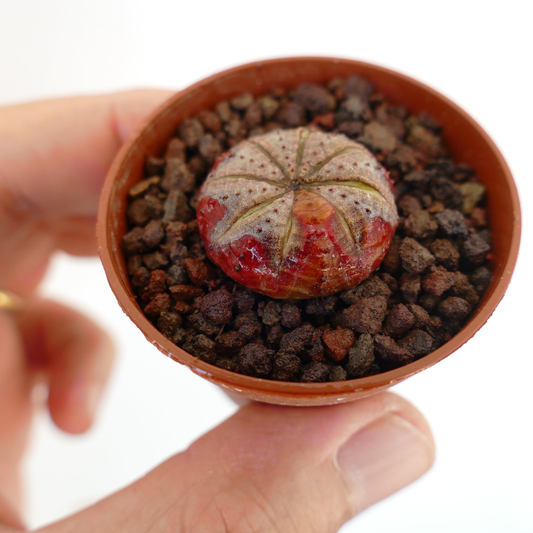 激レア 希少 多頭 選抜 ユーフォルビア オベサ Euphorbia obesa ユーフォルビア・オベサ