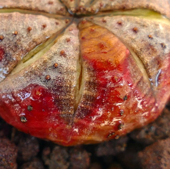 Euphorbia obesa suculenta rara con cuerpo moteado en rojo y marrón