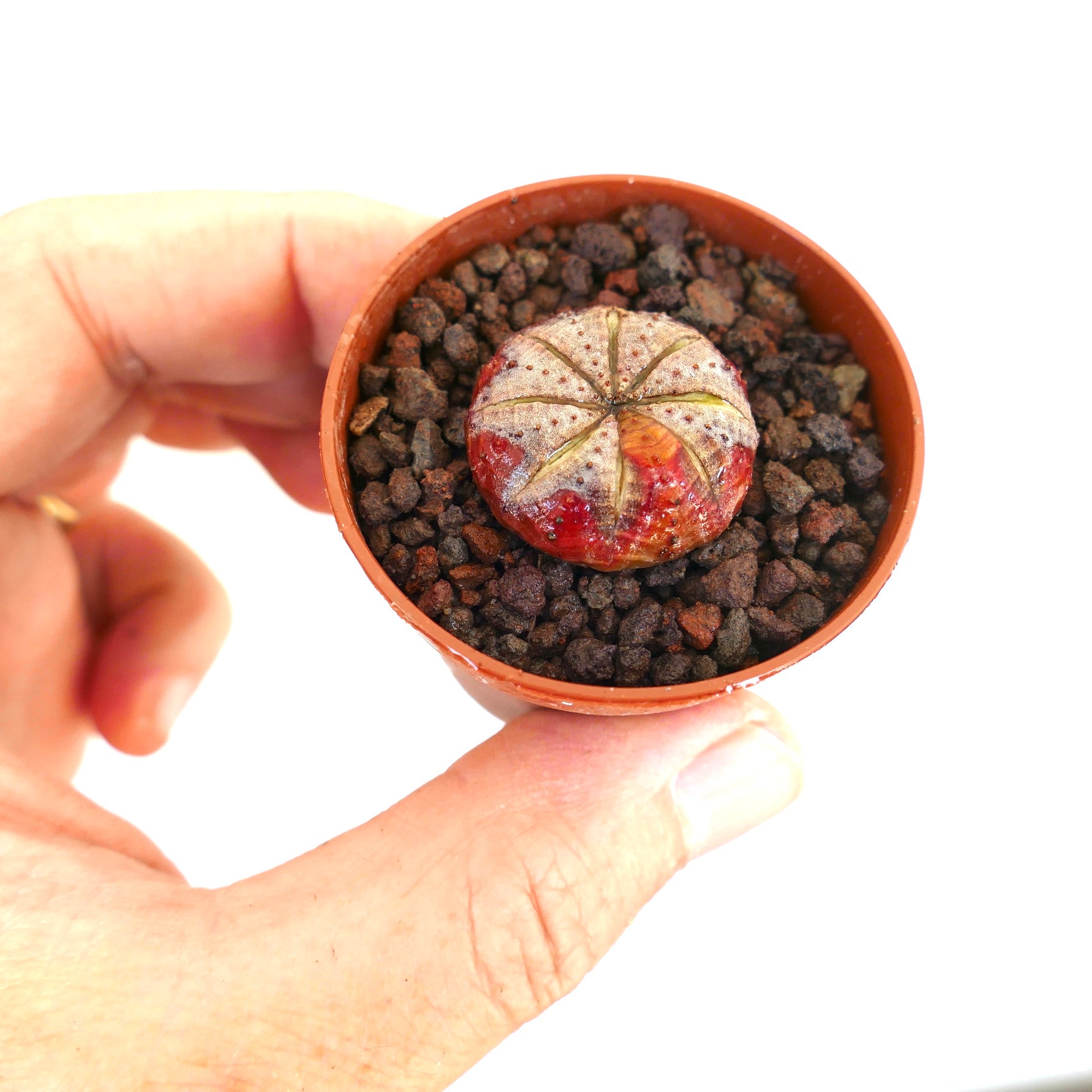 Euphorbia obesa suculenta rara con cuerpo variegado rojo y superficie texturizada en maceta pequeña