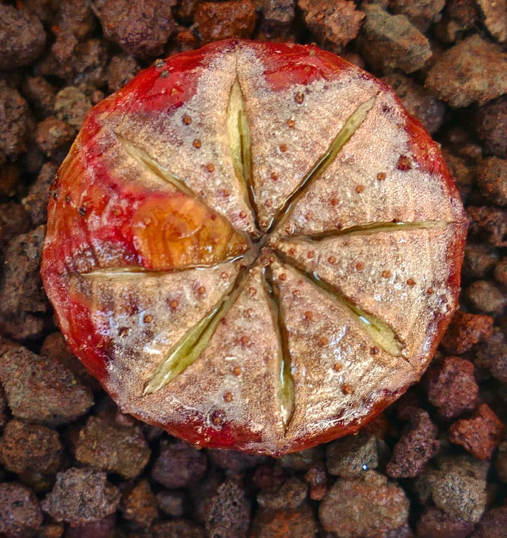 Euphorbia obesa suculenta rara con cuerpo rojo y crestas en forma de estrella sobre tierra
