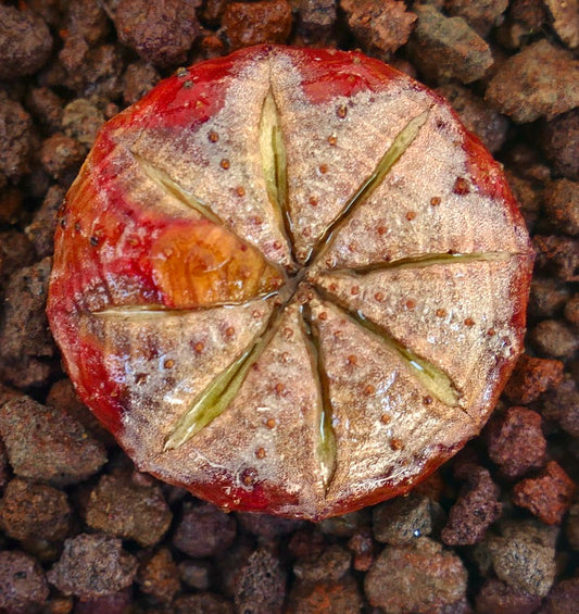Euphorbia obesa rare succulent with red body and star-shaped ridges on soil