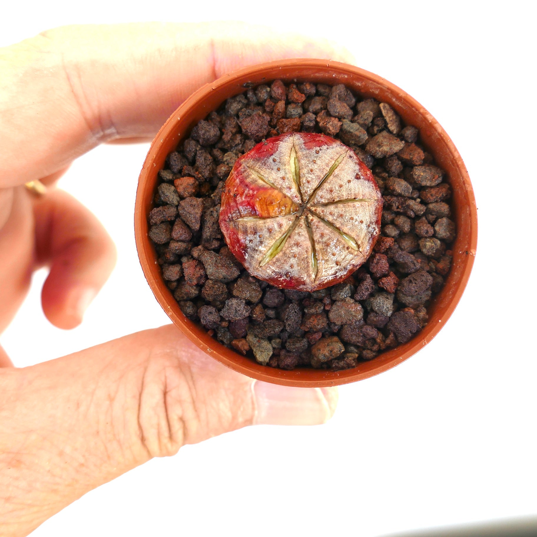 Euphorbia obesa pequeña suculenta rara con patrón en forma de estrella y cuerpo rojizo en maceta