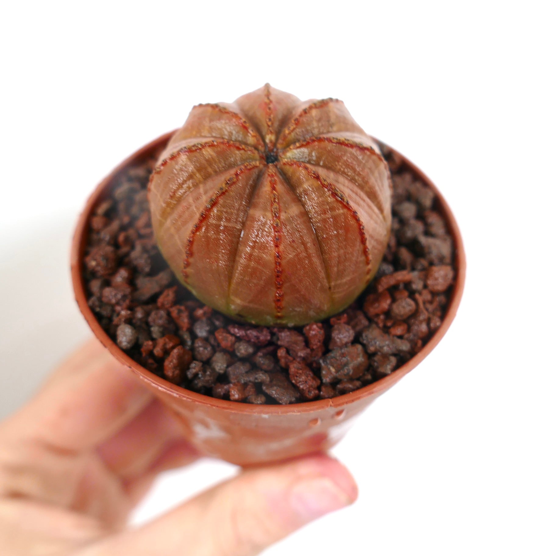 Euphorbia obesa suculenta redonda com corpo costelado e subtinta marcações vermelho-alaranjadas em vaso