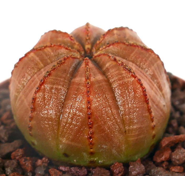 Suculenta Euphorbia obesa com corpo arredondado e estriado, com bordas laranja-avermelhadas, crescendo em solo rochoso