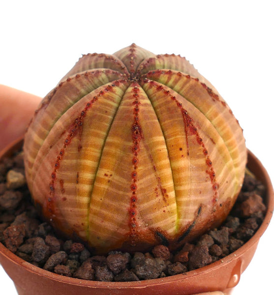 ユーフォルビア オベサ ユーフォルビア・オベサ | Botanical Archive | ユニークな庭の