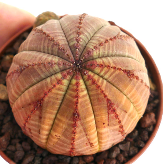 Suculenta Euphorbia obesa con crestas redondeadas y marcas texturizadas de color marrón rojizo