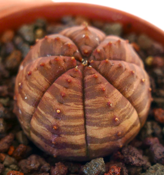 Euphorbia obesa succulent cactus with red-brown striped pattern and small tubercles