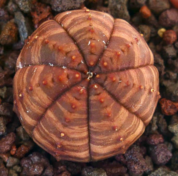 Suculenta Euphorbia obesa con cuerpo redondo rayado y pequeños tubérculos naranjas sobre la tierra