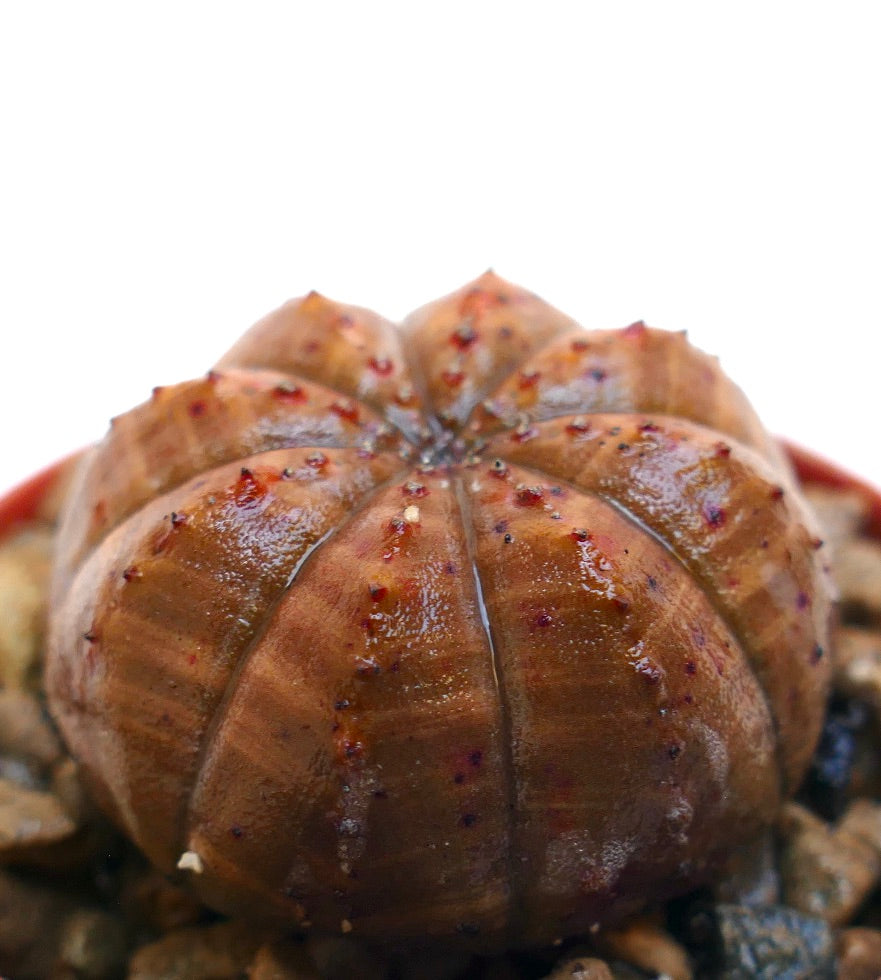 Suculenta Euphorbia obesa con forma redondeada acanalada y superficie texturizada de color rojo-marrón