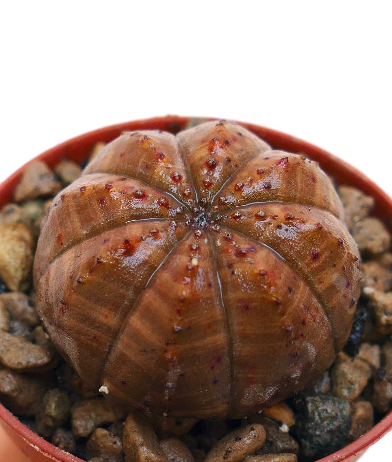 Suculenta Euphorbia obesa con cuerpo redondeado acanalado y superficie texturizada marrón rojiza