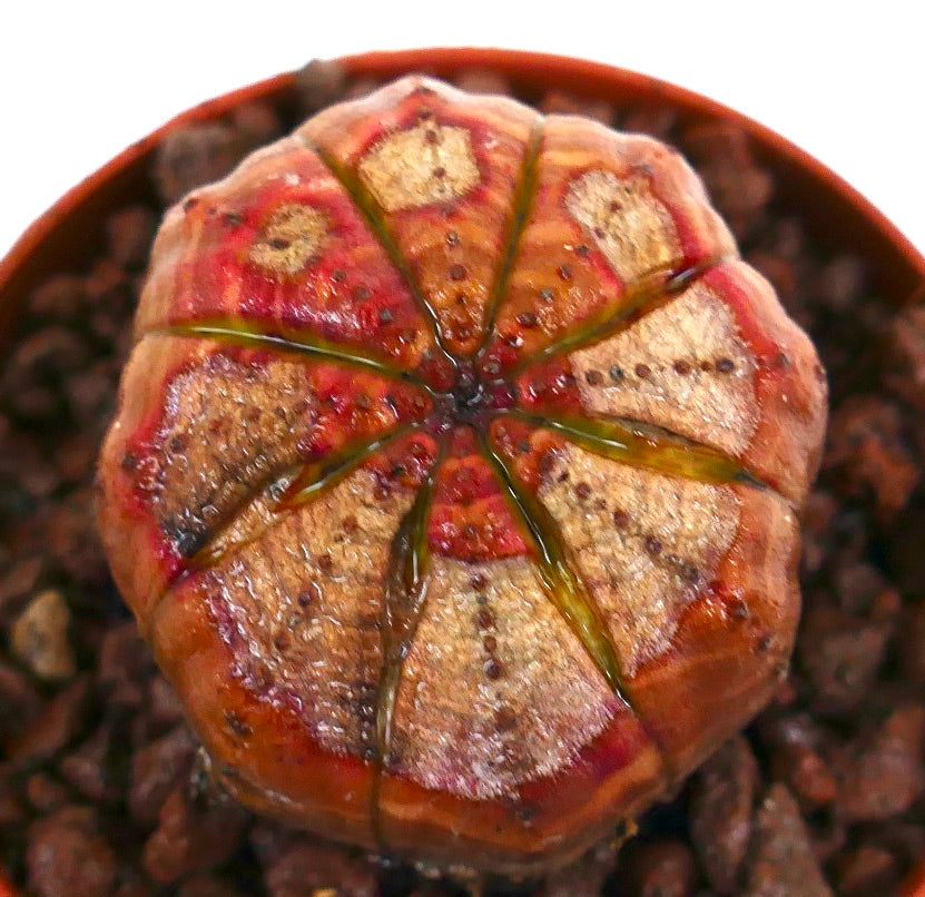 Succulente Euphorbia obesa à forme arrondie avec des marques texturées rouge-brun à l'apex