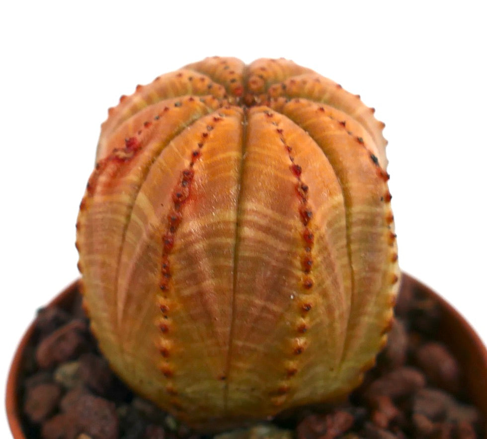 Succulente Euphorbia obesa avec un corps arrondi et côtelé aux tons orangés variegés