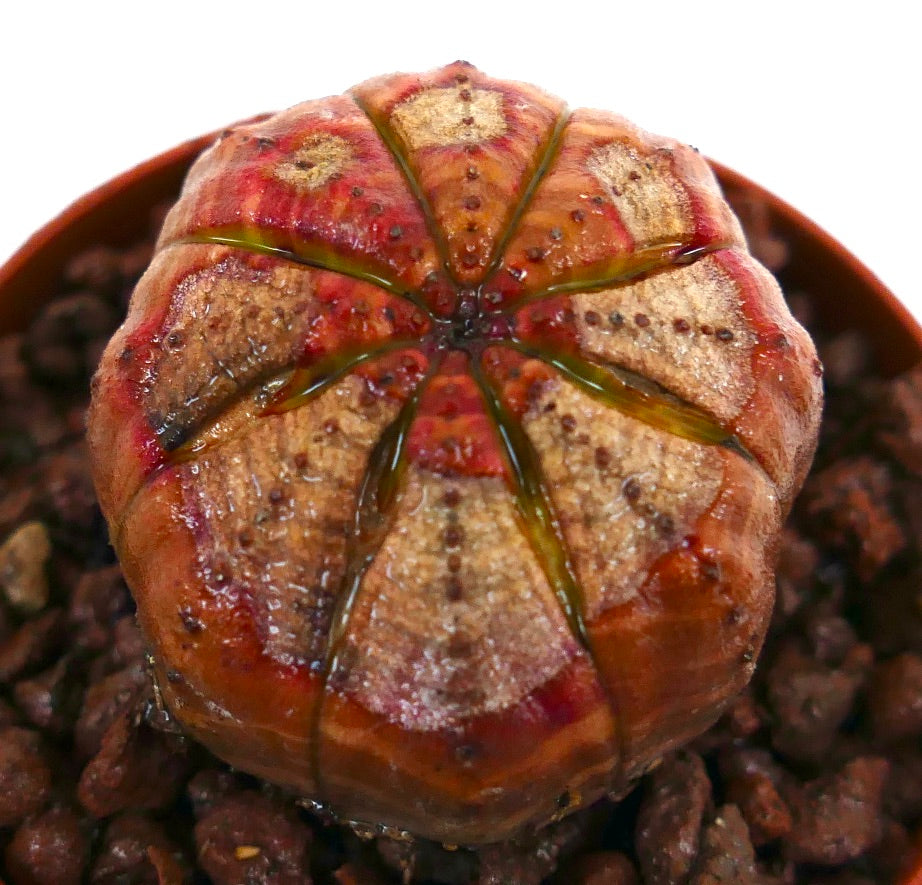 Succulente Euphorbia obesa de forme arrondie avec des marques rouge-brun au sommet