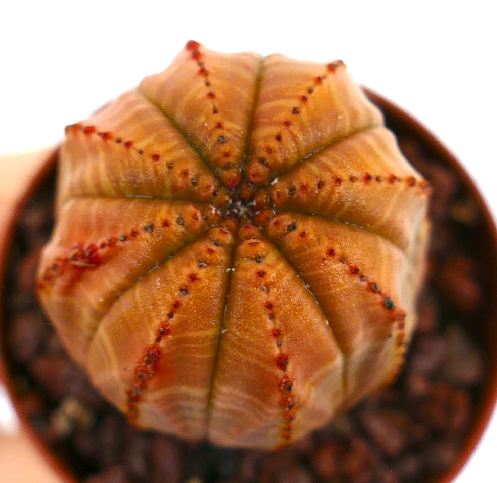 Euphorbia obesa succulente rare avec un corps côtelé orange et de petites aréoles rouges