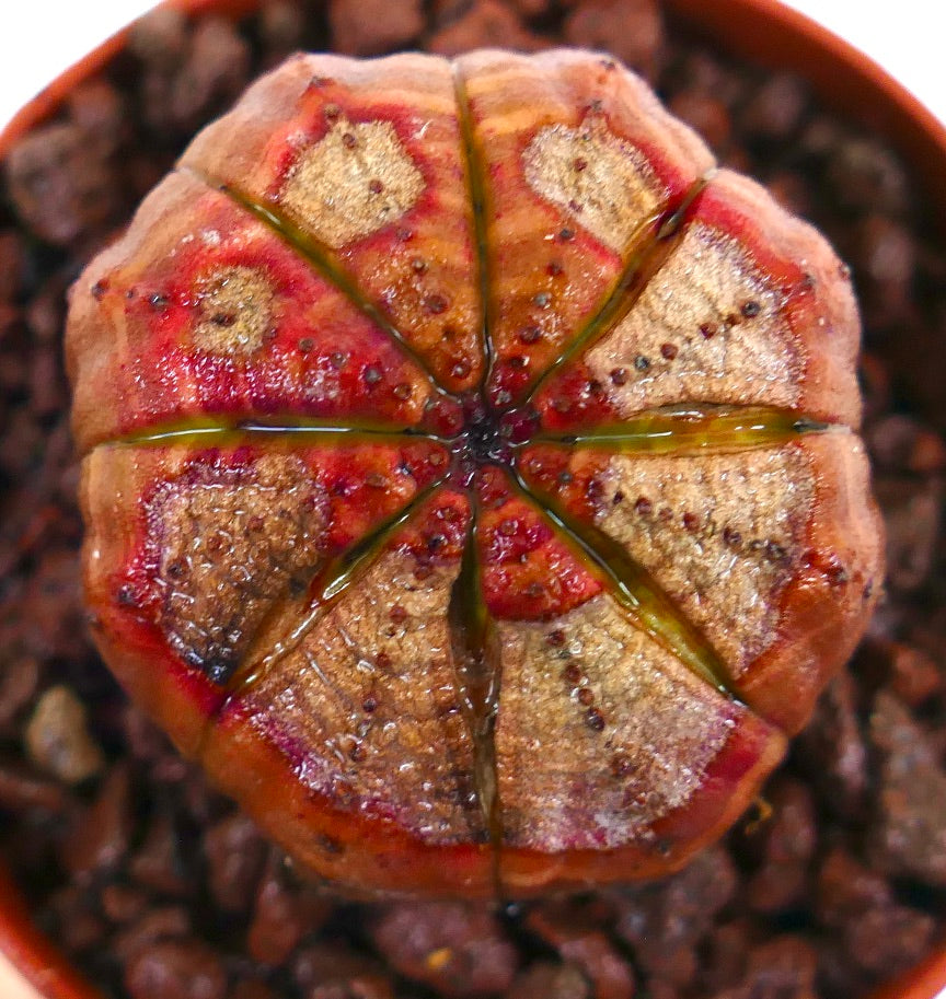 Succulente Euphorbia obesa avec un corps rond cannelé et des marques rouge-brun à l'apex