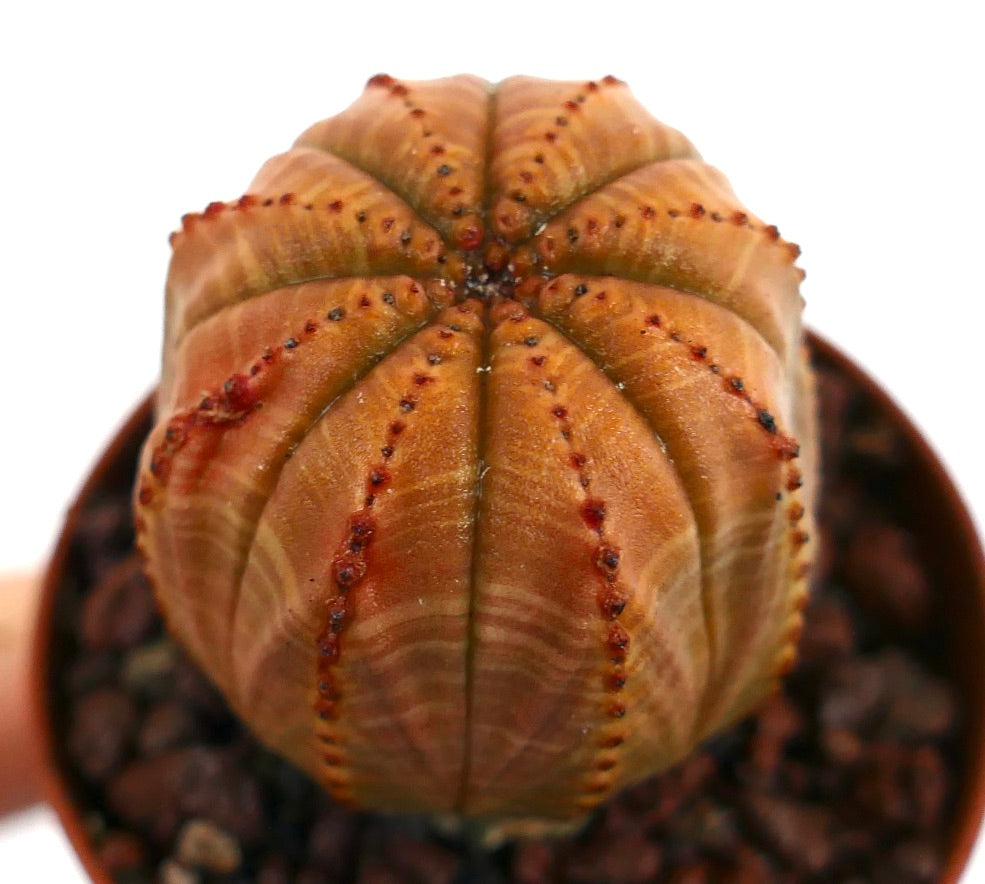 Euphorbia obesa rare cactus succulente avec corps côtelé rayé orange et petits tubercules