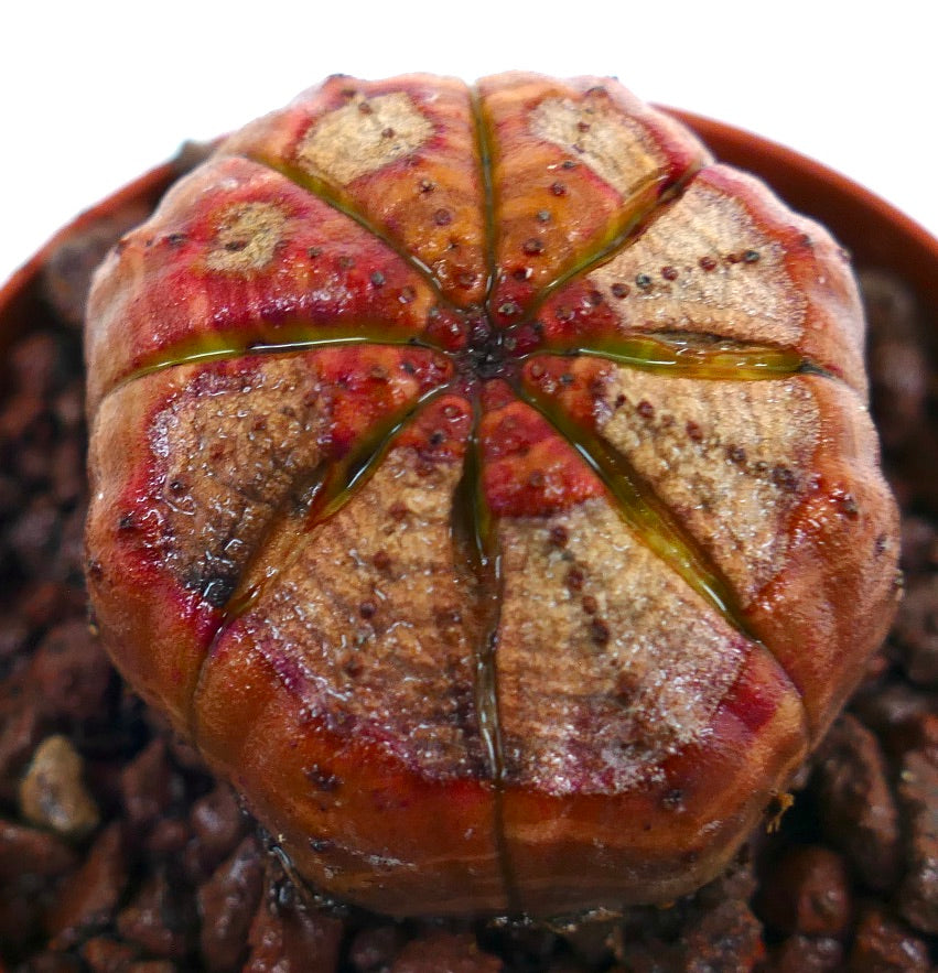 Succulente Euphorbia obesa avec une forme arrondie et des marques texturées rouge-brun à l'apex