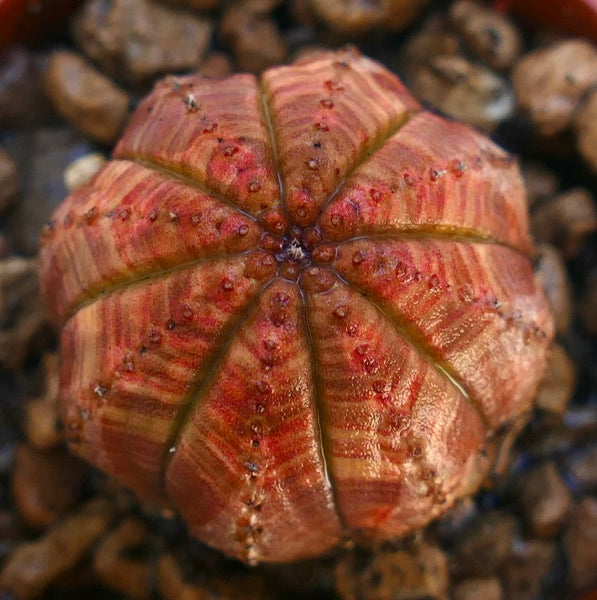 ユーフォルビア・オベサ | Botanical Archive | ユニークな多肉