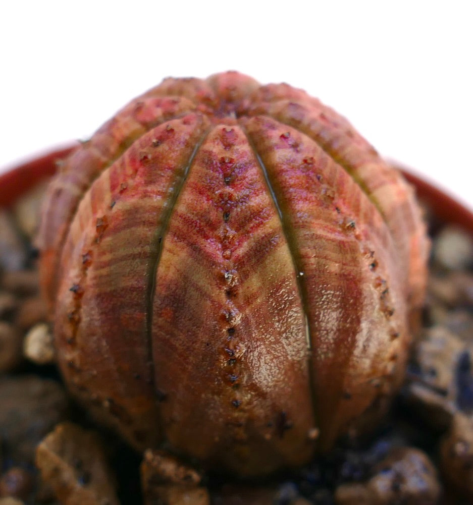 Euphorbia obesa succulent with rounded ribbed structure and reddish patterned skin texture