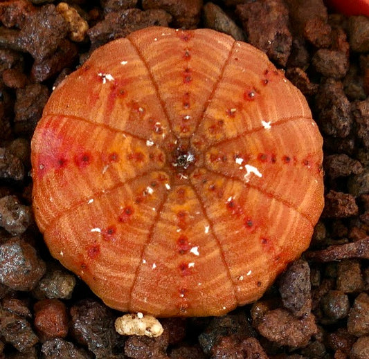 Euphorbia obesa rare succulent with round ribbed reddish body and small red spots