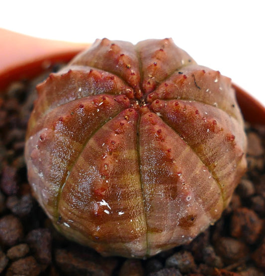 Euphorbia obesa succulent with rounded ribbed body and reddish textured surface