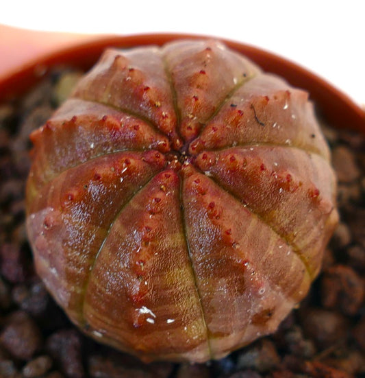 Euphorbia obesa reddish succulent cactus with rounded ribs and small red tubercles