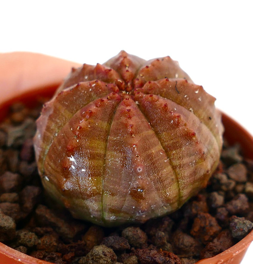 丸みのある肋状のボディと赤みがかった質感の表面を持つユーフォルビア・オベサ多肉植物（鉢植え）