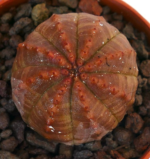 ユーフォルビア・オベサ 多肉植物のサボテンで、丸みを帯びた肋骨状の胴体と赤みを帯びた色調が特徴です