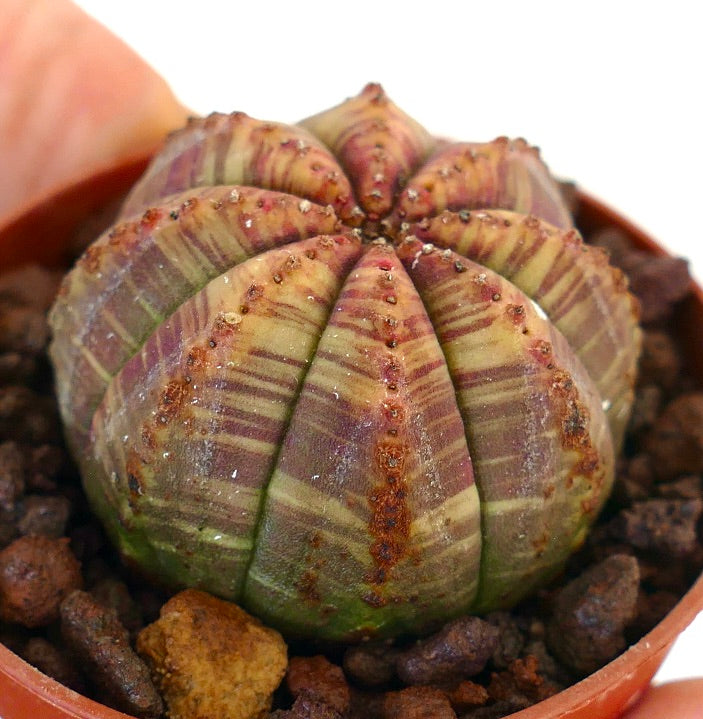 Euphorbia obesa succulent with striped green and reddish variegated rounded body