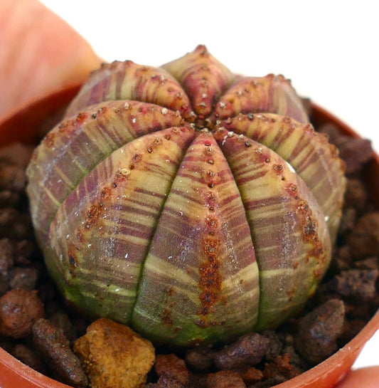 Euphorbia obesa succulent with striped green and reddish variegated rounded body