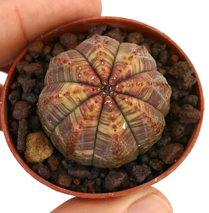 Euphorbia obesa succulent with rounded ribbed body and red-green striped variegation in pot
