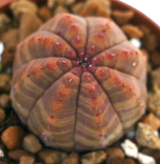 Suculenta Euphorbia obesa con cuerpo redondeado y acanalado y sutil veteado bicolor rojo-verde