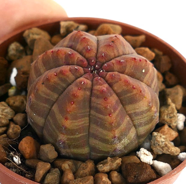 Suculenta Euphorbia obesa con cuerpo redondeado y acanalado y areolas con puntas rojas en maceta