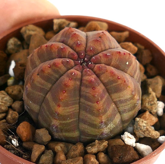 Suculenta Euphorbia obesa con cuerpo redondeado y acanalado y areolas con puntas rojas en maceta