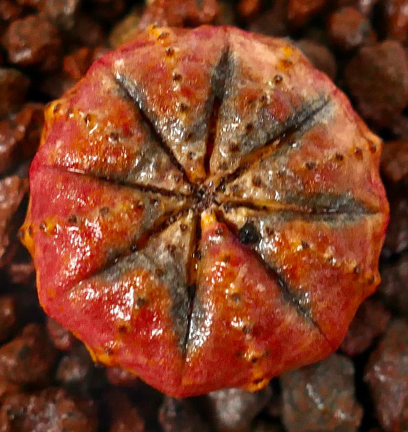 Euphorbia obesa Sukkulente mit rundem, geripptem Körper und rötlich-brauner, strukturierter Oberfläche