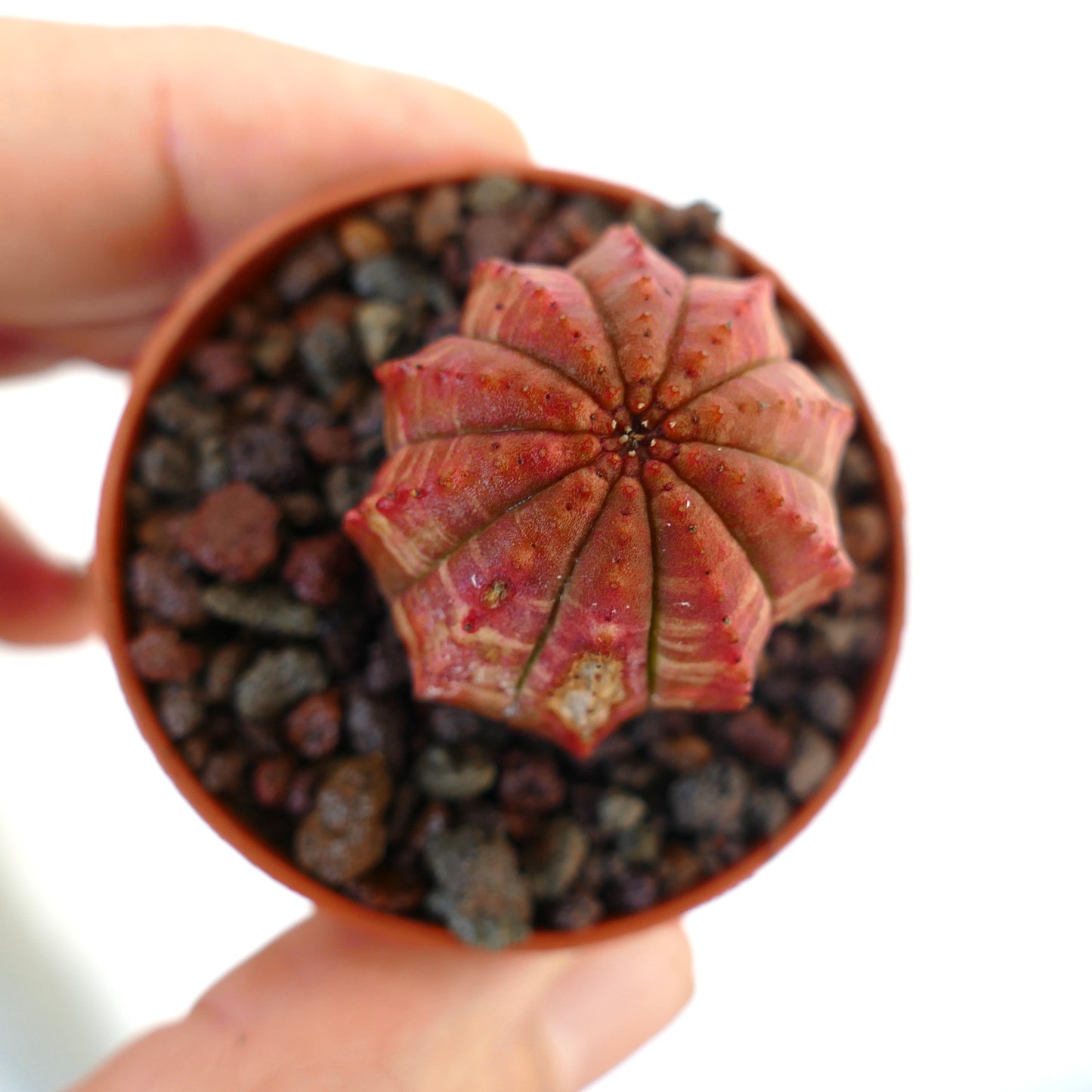 Euphorbia obesa pequeña suculenta roja con costillas redondeadas y superficie texturizada en maceta