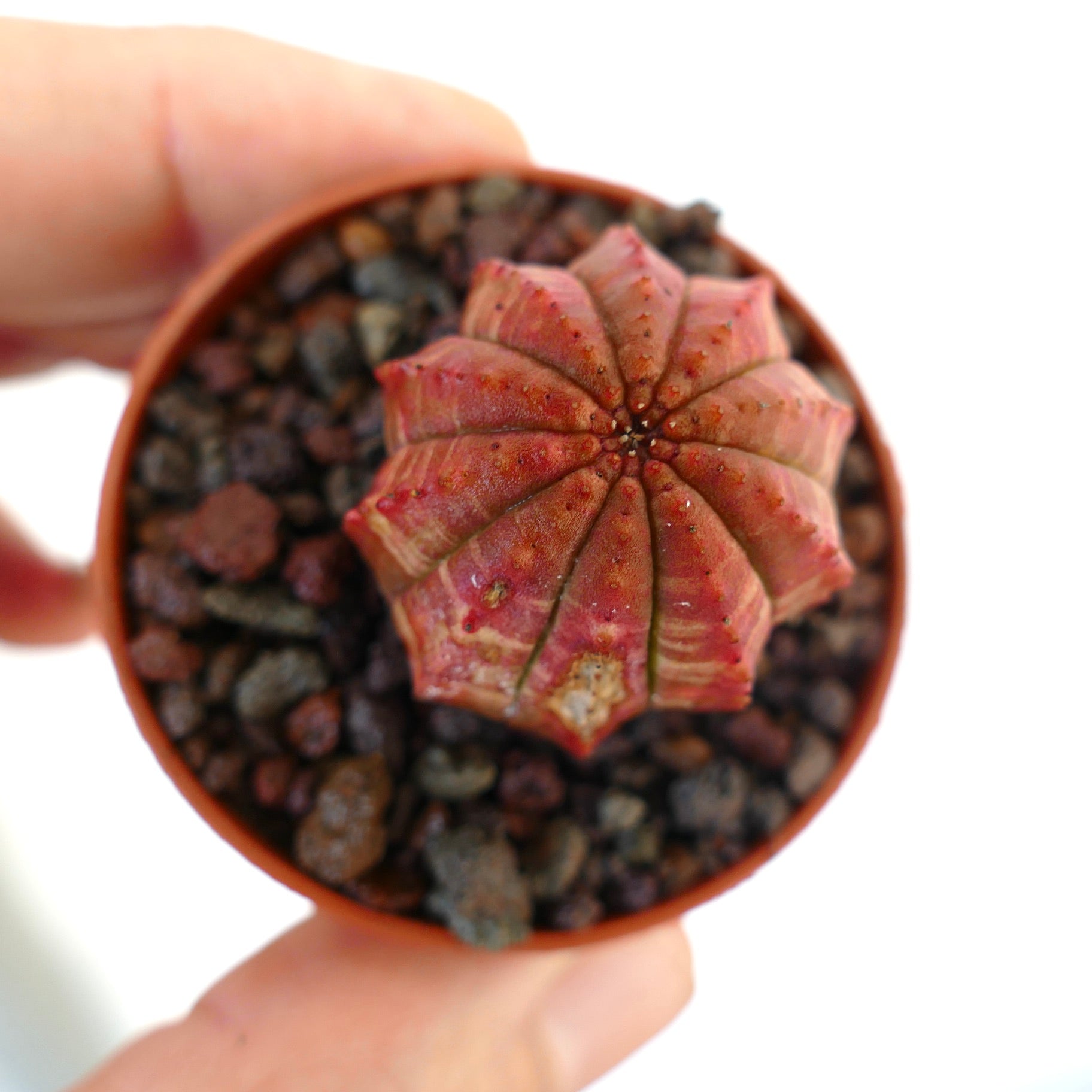 Euphorbia obesa pequeña suculenta roja con costillas redondeadas y superficie texturizada en maceta