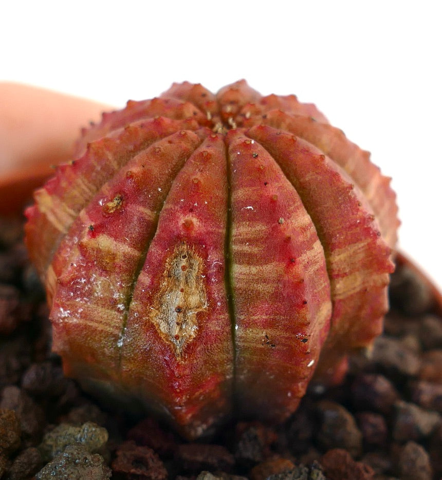Cactus suculento Euphorbia obesa con cuerpo rojo acanalado y superficie texturizada en tierra