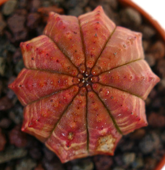 Euphorbia obesa succulent cactus with red ribbed star-shaped body and textured surface