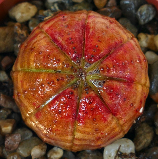 Euphorbia obesa red-orange form in a gravel pot, with a rounded ribbed body, vivid red center blending into orange edges, and small dotted tubercles along the ribs.