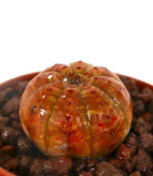 Euphorbia obesa sukkulent kaktus med avrundet, ribbet oransje kropp og små mørke flekker