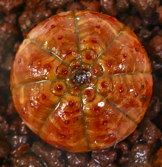 Euphorbia obesa sukkulent kaktus med rund oransje ribbet kropp og små røde flekker