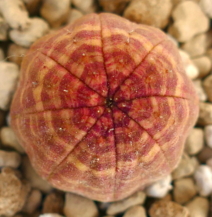 Euphorbia obesa succulent with red and orange striped pattern and rounded shape on gravel