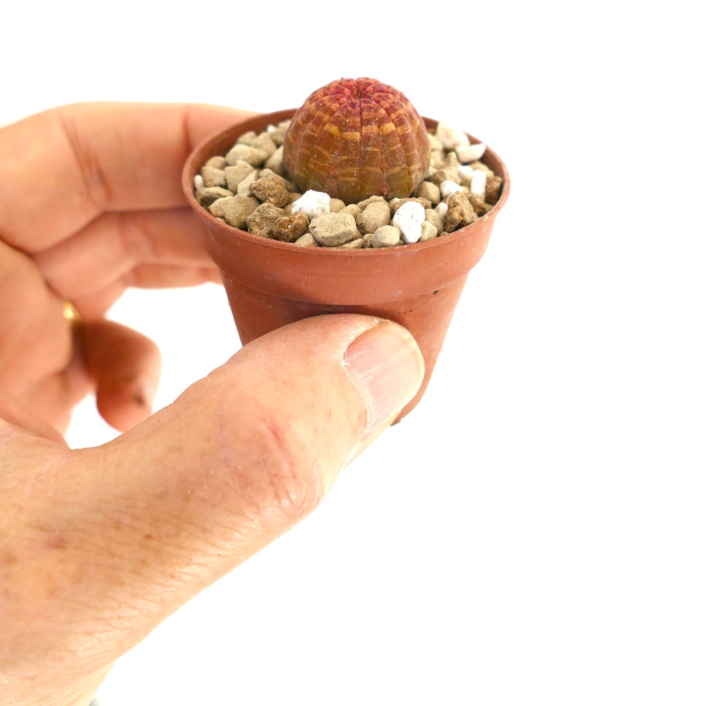 Euphorbia obesa small round succulent with red-orange striped pattern in pot