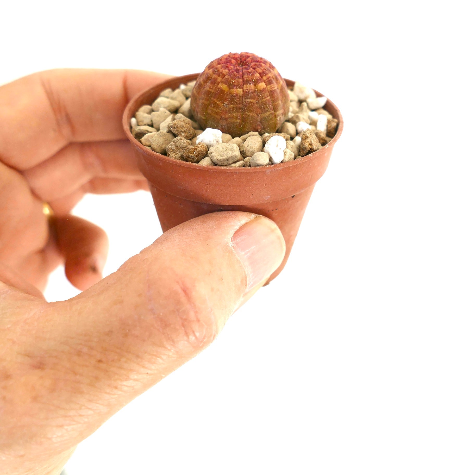 Euphorbia obesa small round succulent with red-orange striped pattern in pot