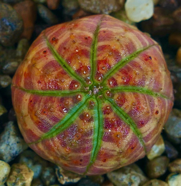 Collectible Euphorbia obesa RED ORANGE STRIATA & GREEN STAR cactus, displaying bold concentric orange-red striations with green central ribs, growing in a pot with pebbles.