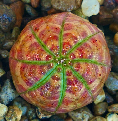 Rare Euphorbia obesa RED ORANGE STRIATA & GREEN STAR succulent, top view showing its spherical ribbed body with vivid red-orange striped variegation and bright green star-shaped ribs.