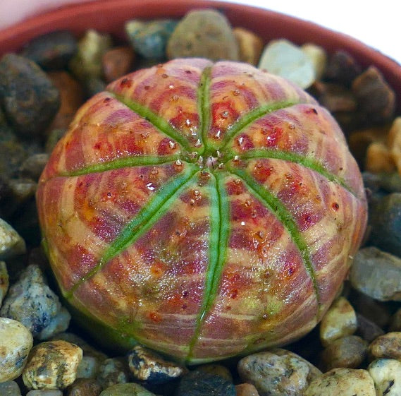 Euphorbia obesa RED ORANGE STRIATA & GREEN STAR hybrid succulent, compact and round with symmetrical ribbing, glowing red-orange bands, and a star-shaped green core pattern.