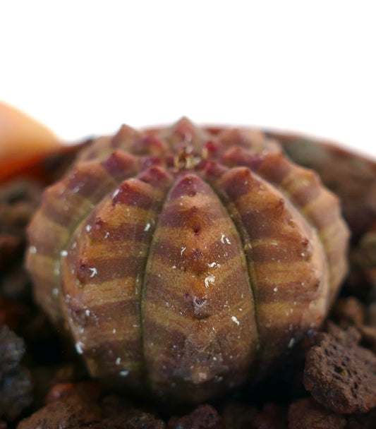 Euphorbia obesa small succulent with red orange striped pattern and rounded ridges